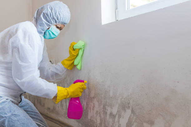 Professional Mold Removal in Alderwood Manor, WA